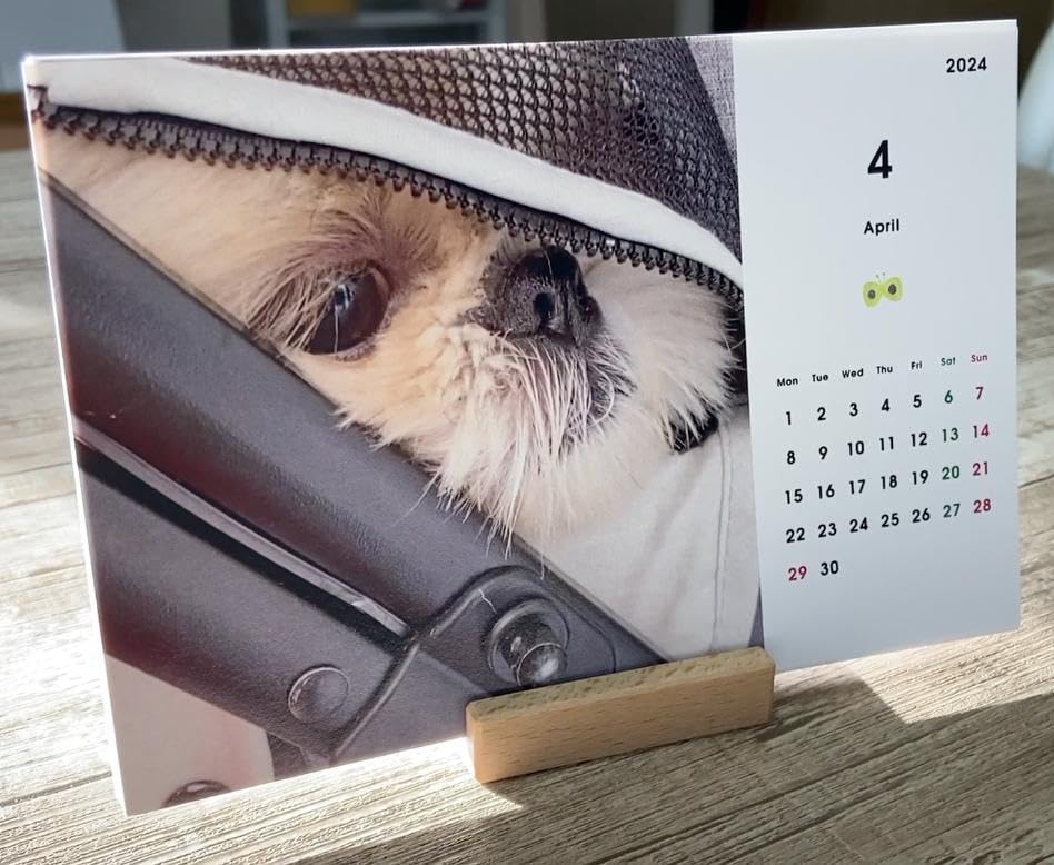 Amazon.co.jp: シーズー犬 まるちゃん 卓上カレンダー 2024 19